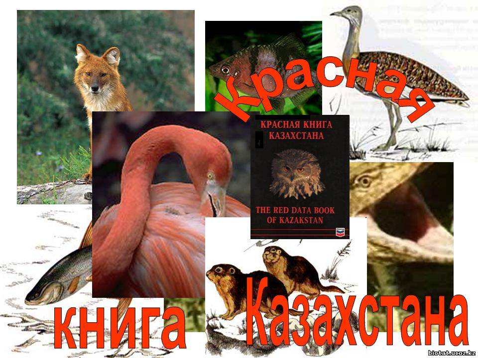 Дже-рили: красная книга в казакстане про животных.