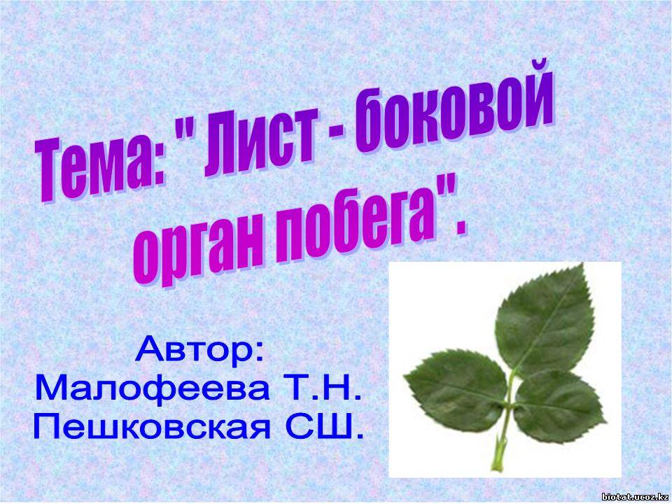 Лист какой орган побега. Лист орган питания. Лист боковой орган побега презентация. Лист орган чего?.